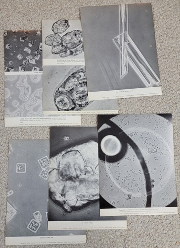 1966 microscope photos - 1966, 8x10